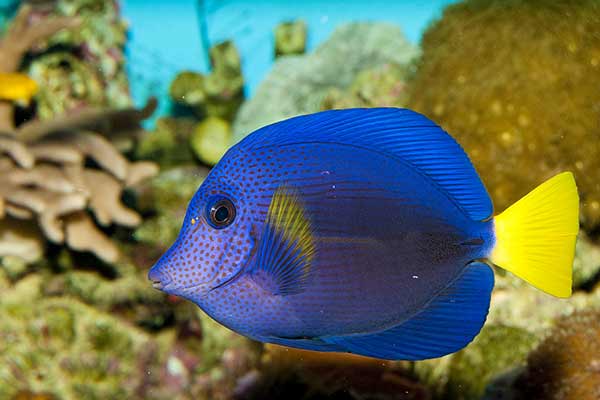 Pokolec imperator (Zebrasoma xanthurum)