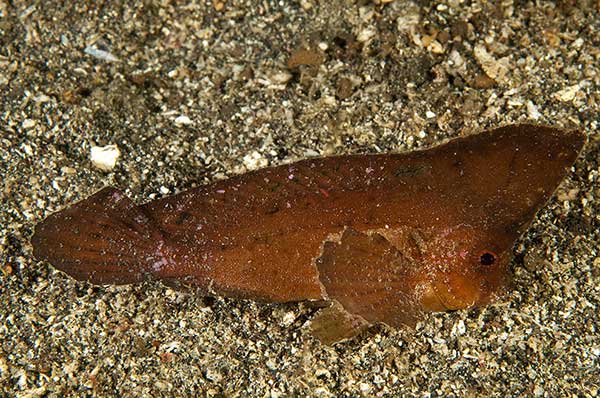 (Ablabys macracanthus)