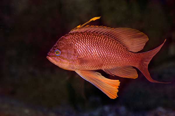 Antias (Anthias anthias)