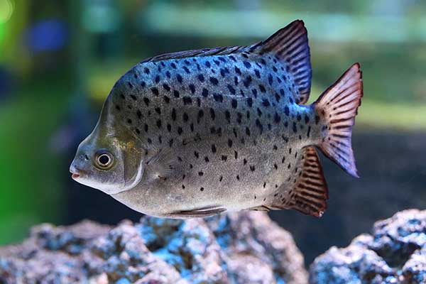 Argus (Scatophagus argus)