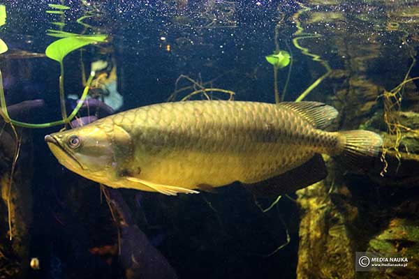 Arowana australijska (Scleropages jardinii)