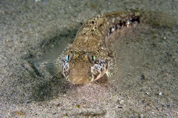 Babka mała (Pomatoschistus minutus)