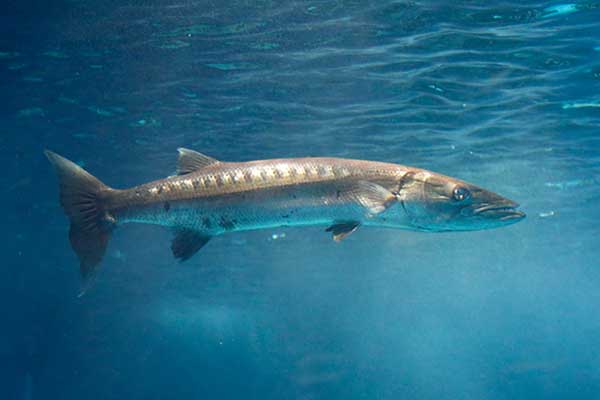 Barrakuda europejska, świrena (Sphyraena sphyraena)