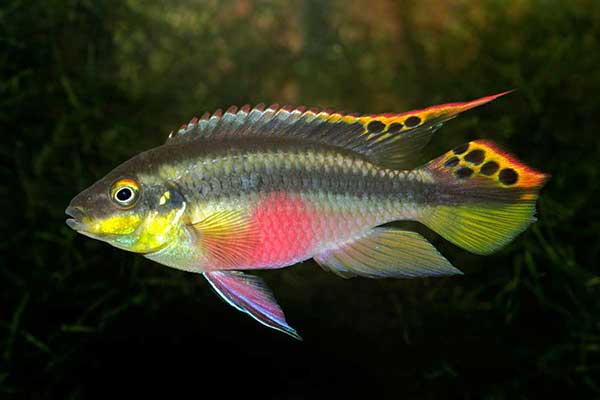 Barwniak czerwonobrzuchy (Pelvicachromis pulcher)