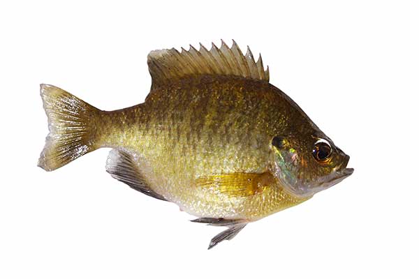 Bass niebieski (Lepomis macrochirus)