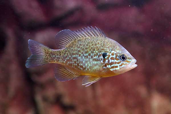 Bass słoneczny (Lepomis gibbosus)