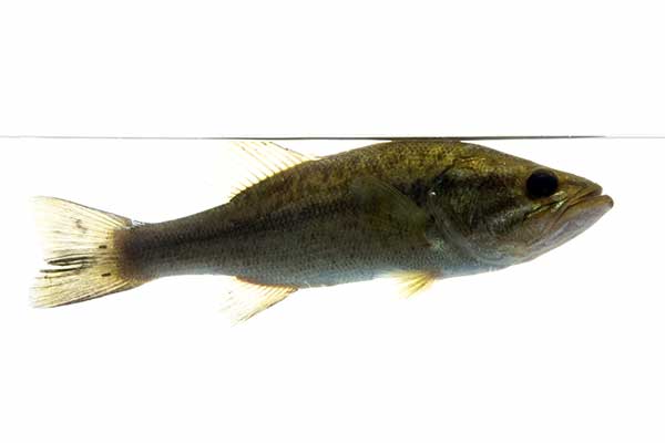Bass wielkogębowy (Micropterus salmoides)