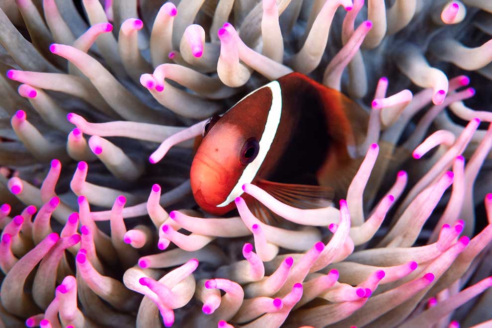 amfiprion ognisty (Amphiprion frenatus)