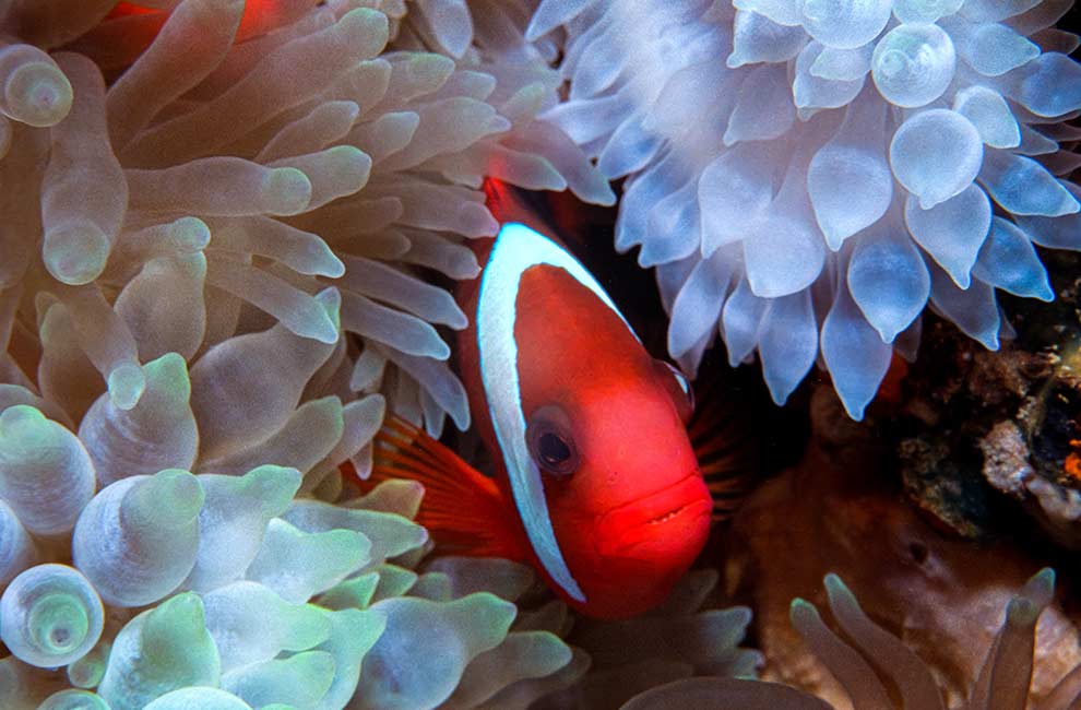 błazenek czarnopłetwy (Amphiprion melanopus)