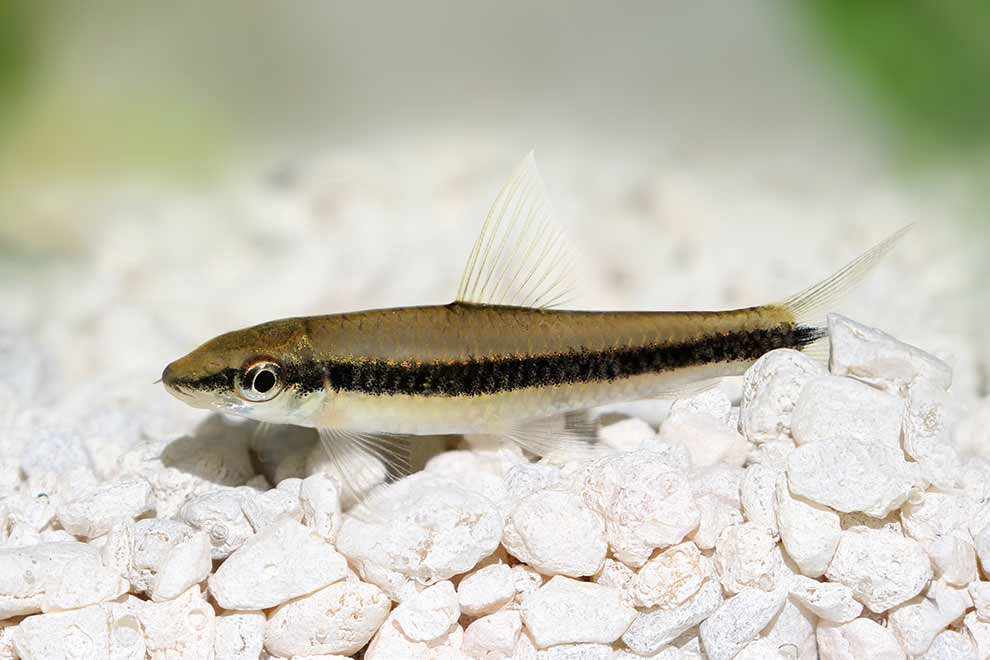 grubowarg syjamski, kosiarka (Crossocheilus siamensis)
