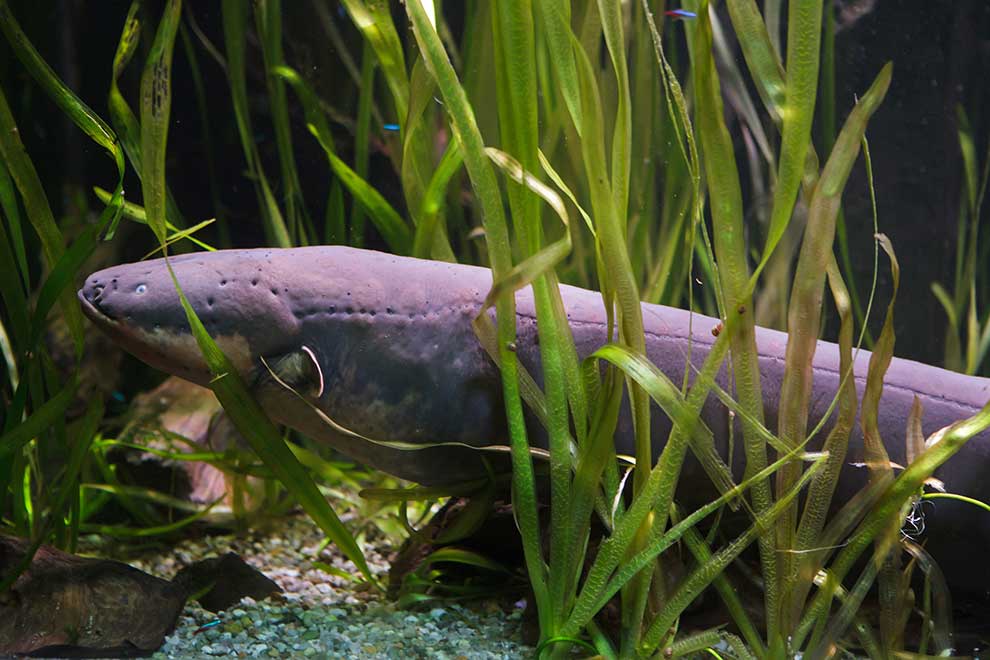 strętwa (Electrophorus electricus)