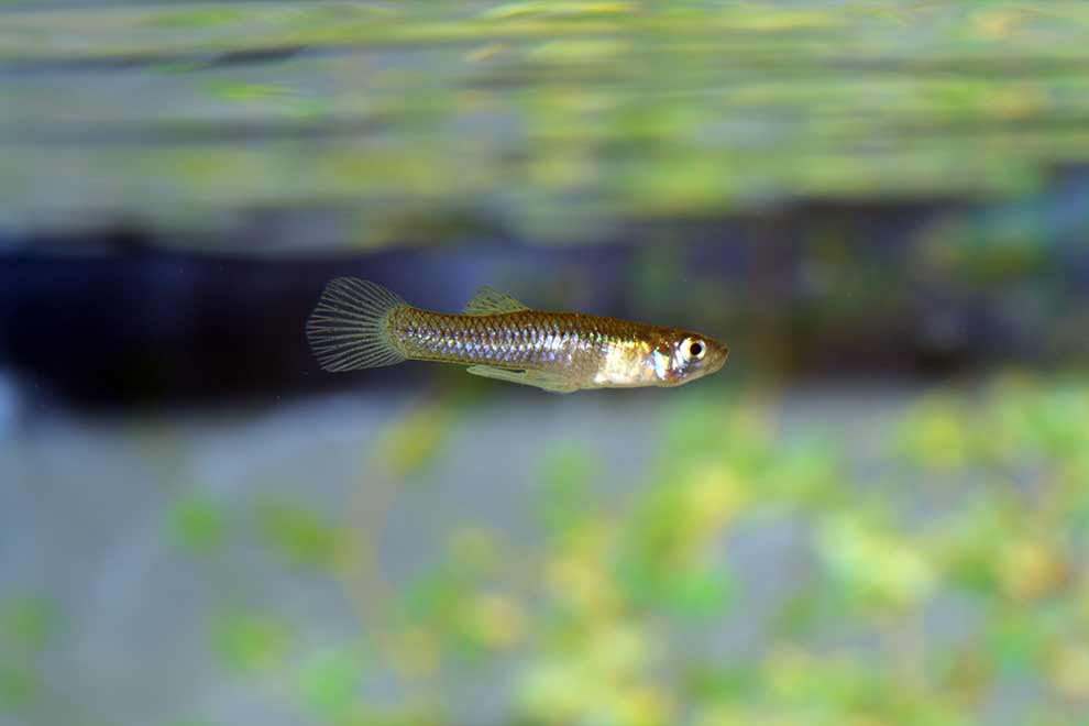 Gambusia holbrooki