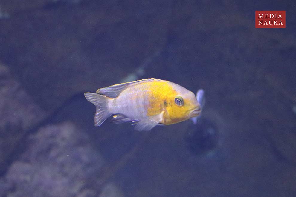 Maylandia hajomaylandi