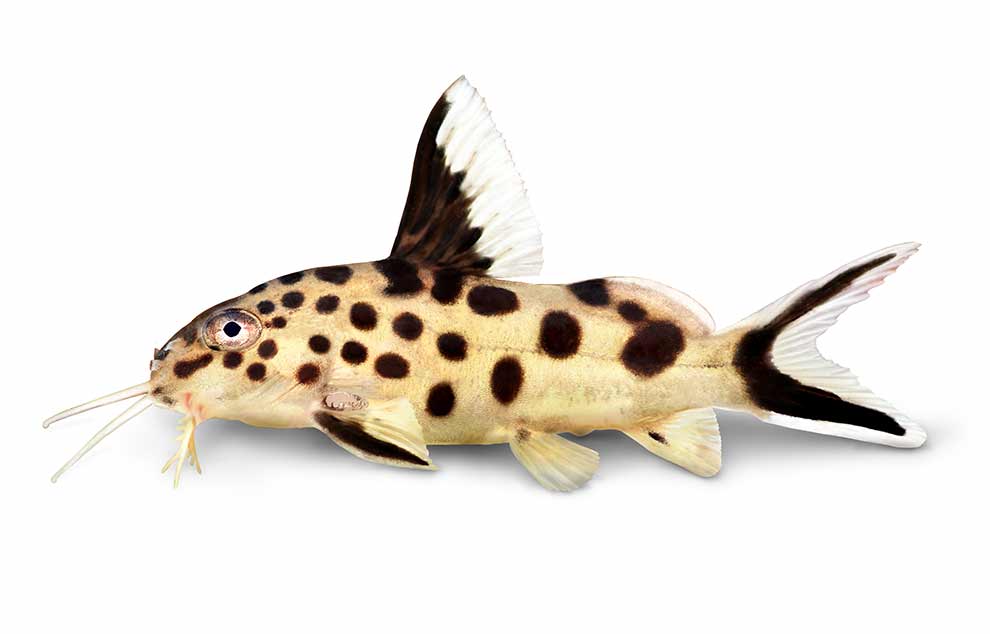 giętkoząb cętkowany (Synodontis multipunctatus)