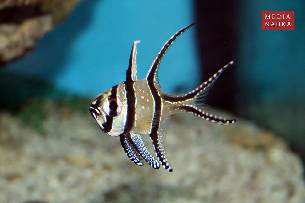 apogon kardynał (Pterapogon kauderni)