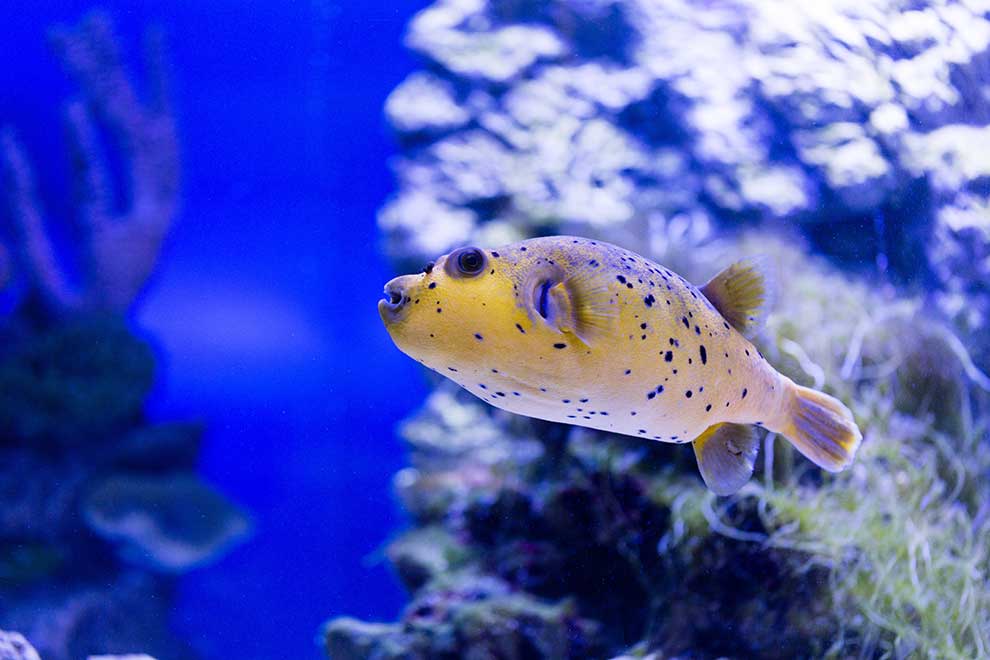 arotron nakrapiany (Arothron meleagris)