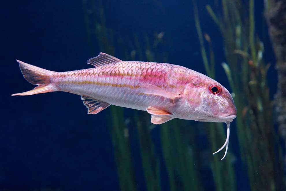 barwena (Mullus surmuletus)