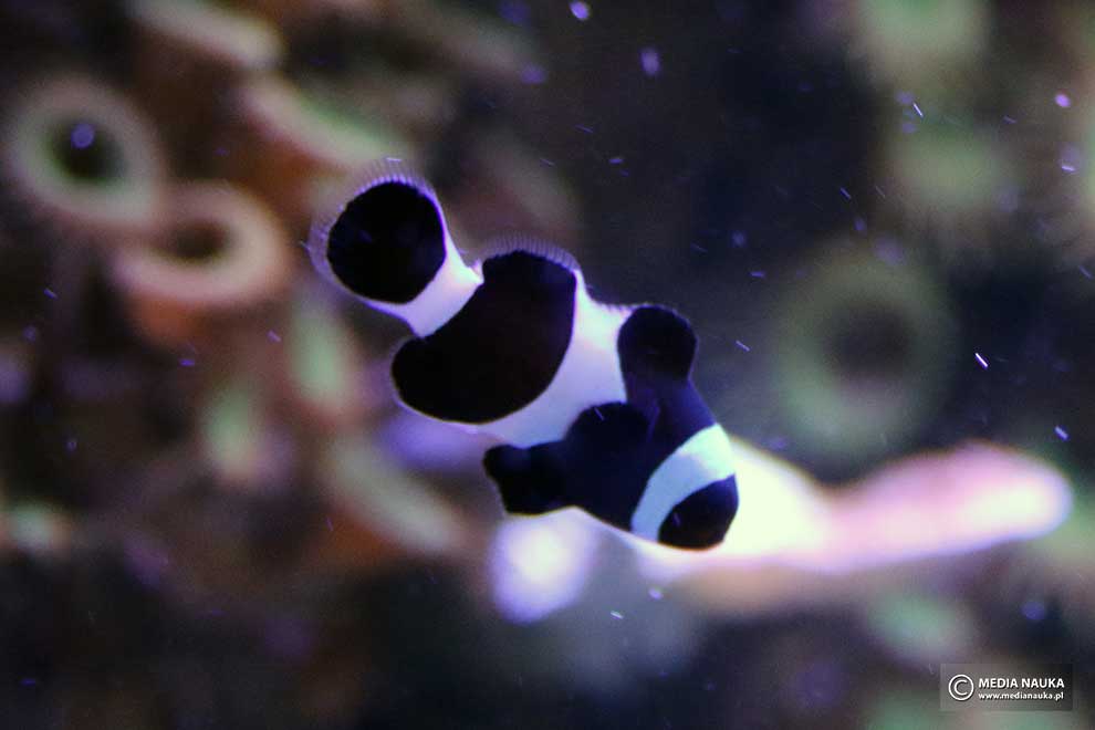 błazenek pomarańczowy (Amphiprion percula)