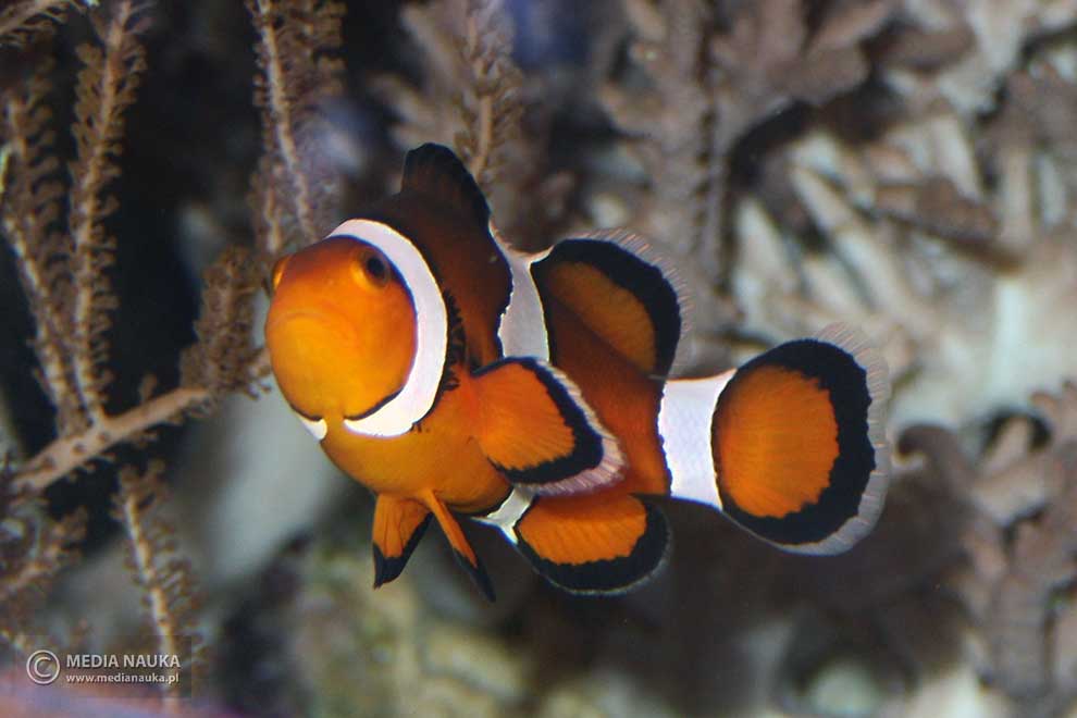 błazenek pomarańczowy (Amphiprion percula)