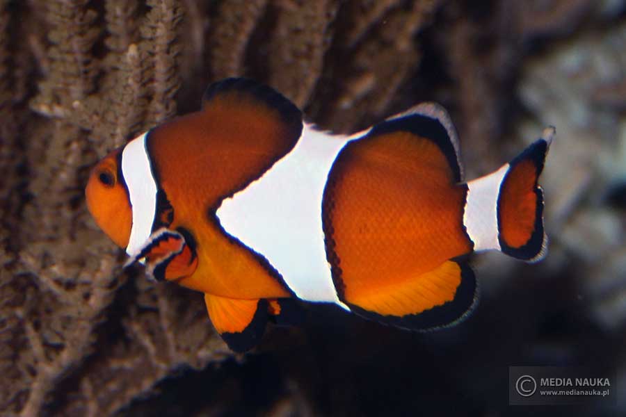 błazenek pomarańczowy (Amphiprion percula)
