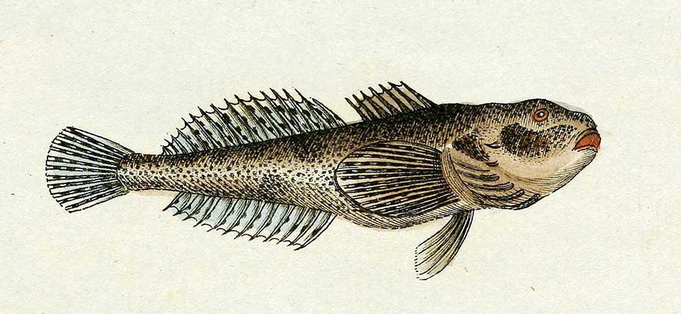 głowacz białopłetwy, głowacz pospolity (Cottus gobio)