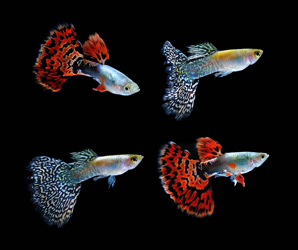 gupik pawie oczko (Poecilia reticulata)
