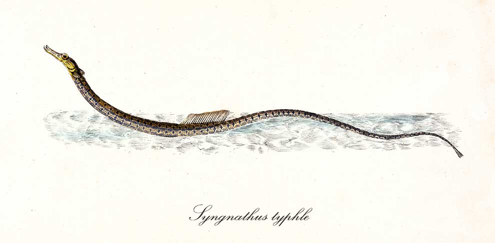 iglicznia (Syngnathus typhle)