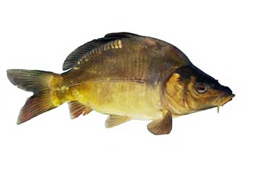 karp (Cyprinus carpio)