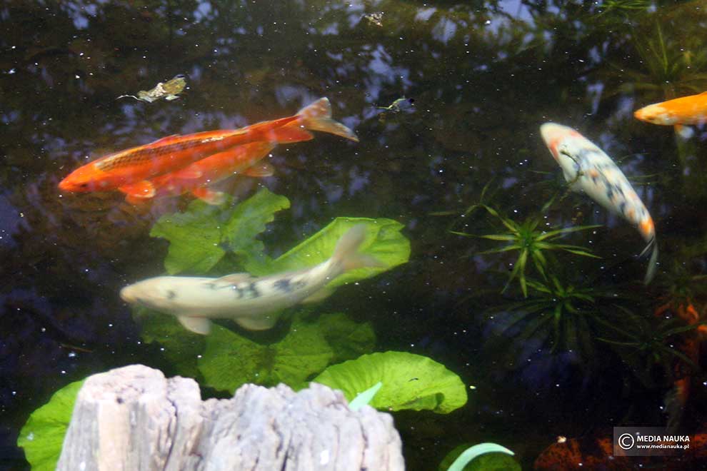 karp (Cyprinus carpio)