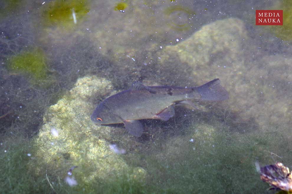 karp (Cyprinus carpio)