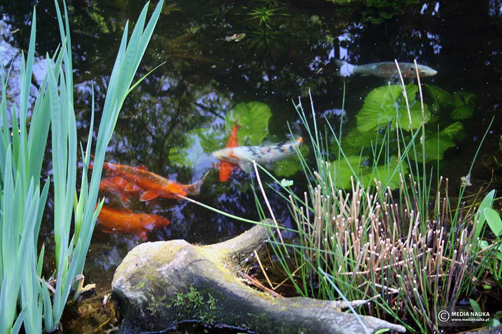 karp (Cyprinus carpio)