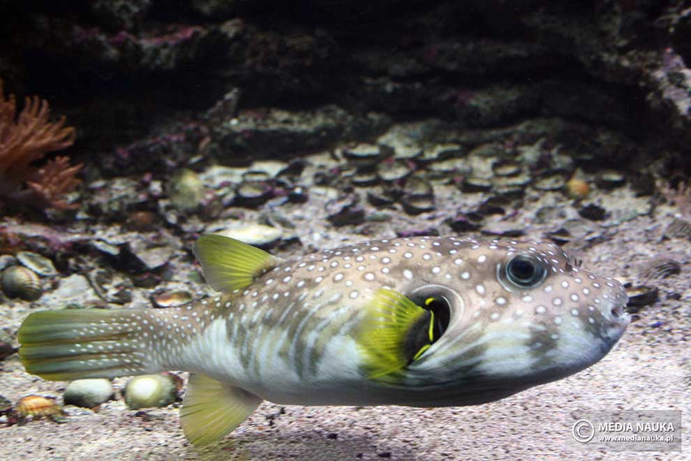 kolcobrzuch nakrapiany (Arothron hispidus)