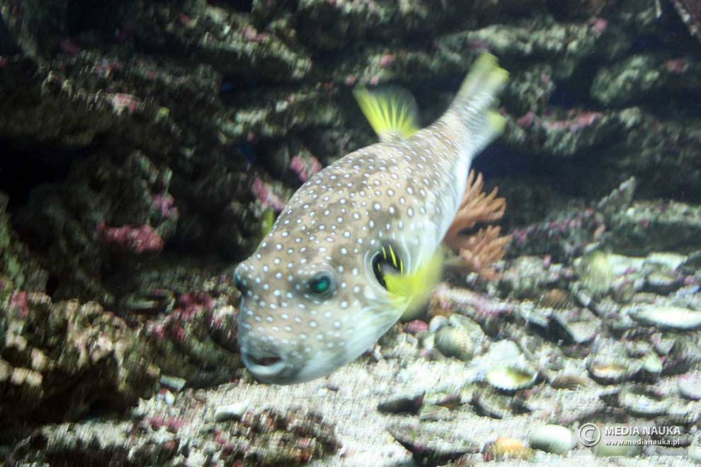 kolcobrzuch nakrapiany (Arothron hispidus)