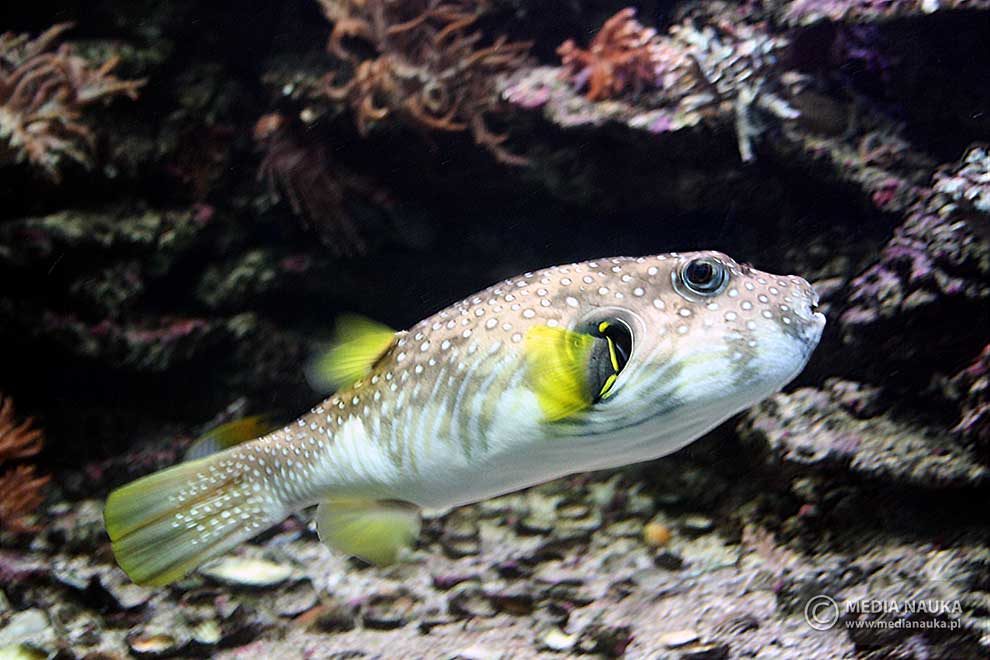 kolcobrzuch nakrapiany (Arothron hispidus)