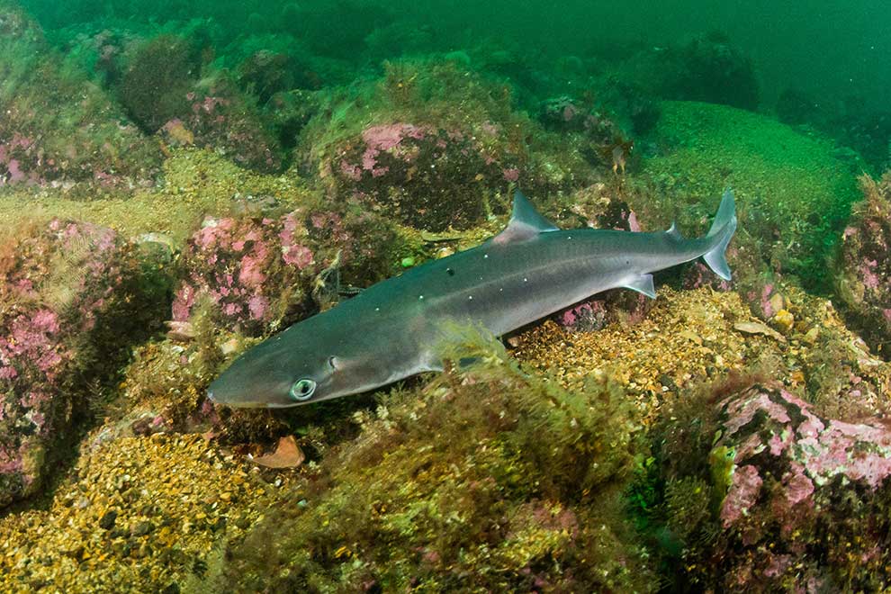 koleń pospolity (Squalus acanthias)