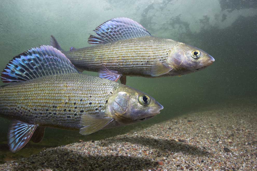 lipień pospolity (Thymallus thymallus)