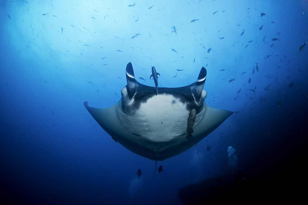 manta, diabeł morski (Manta birostris)