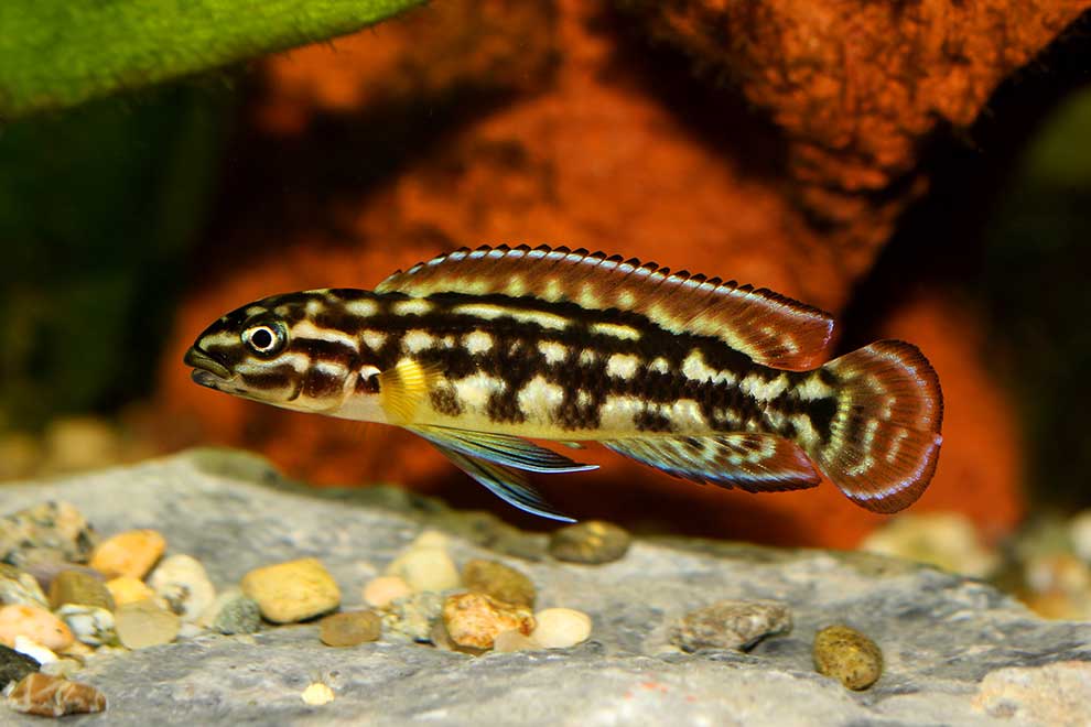 naskalnik Marliera (Julidochromis marlieri)