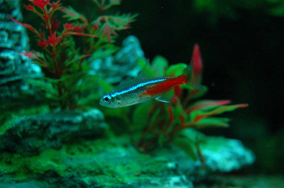 neon Innesa, bystrzyk neonowy (Paracheirodon innesi)