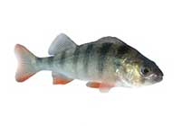 okoń europejski (Perca fluviatilis)