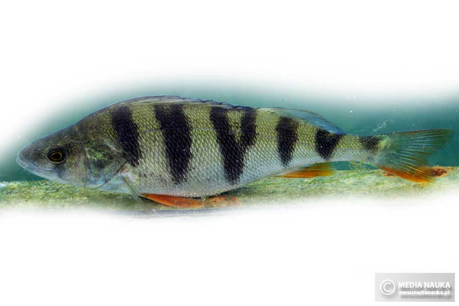 okoń europejski (Perca fluviatilis)