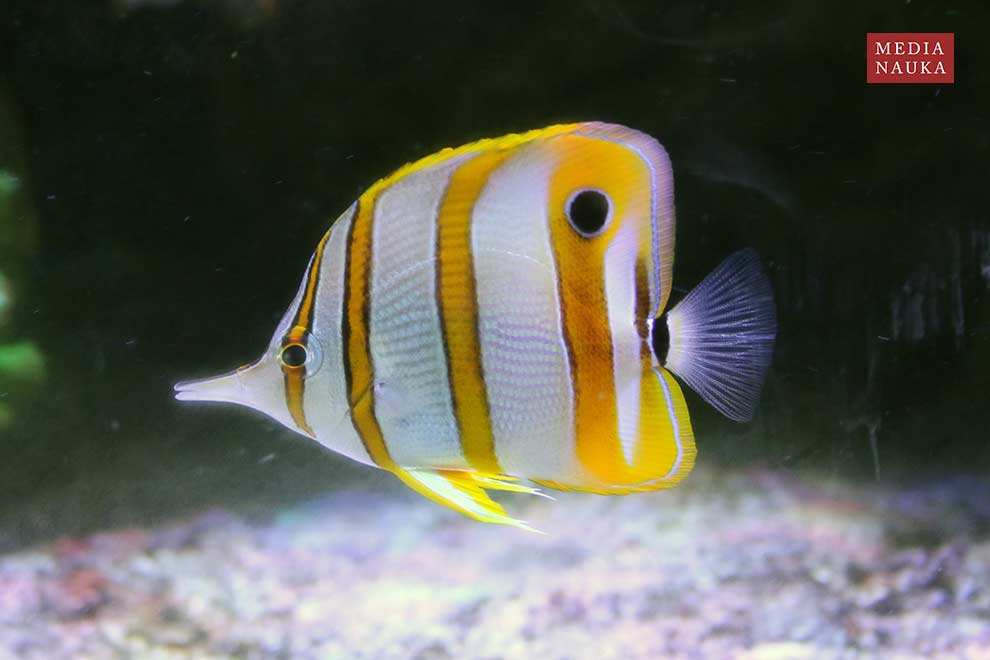 pensetnik dwuoki (Chelmon rostratus)