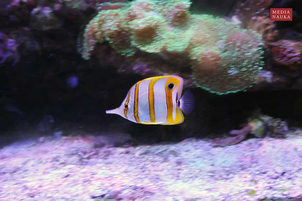 pensetnik dwuoki (Chelmon rostratus)