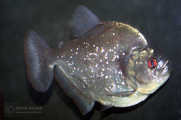 pirania kropkowana (Serrasalmus rhombeus)