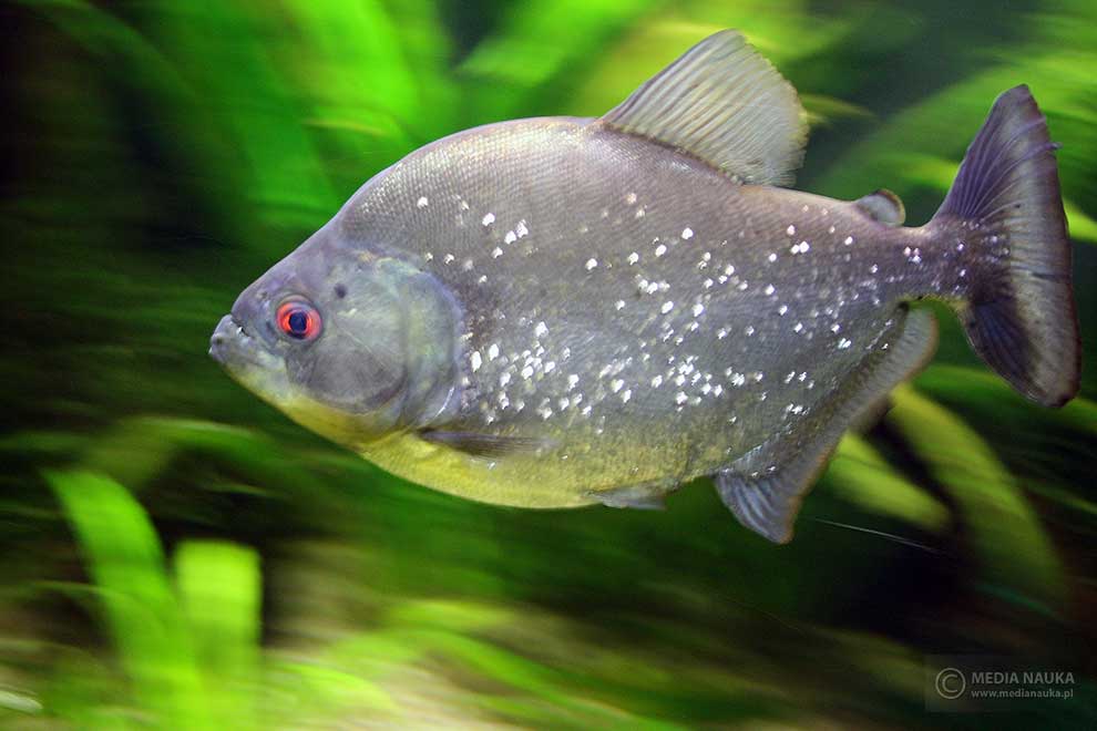 pirania kropkowana (Serrasalmus rhombeus)