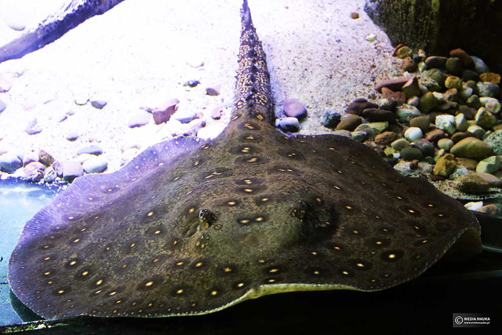 płaszczka plamista, płaszczka rzeczna (Potamotrygon motoro)