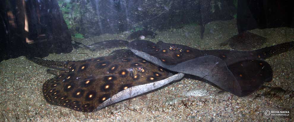 płaszczka plamista, płaszczka rzeczna (Potamotrygon motoro)