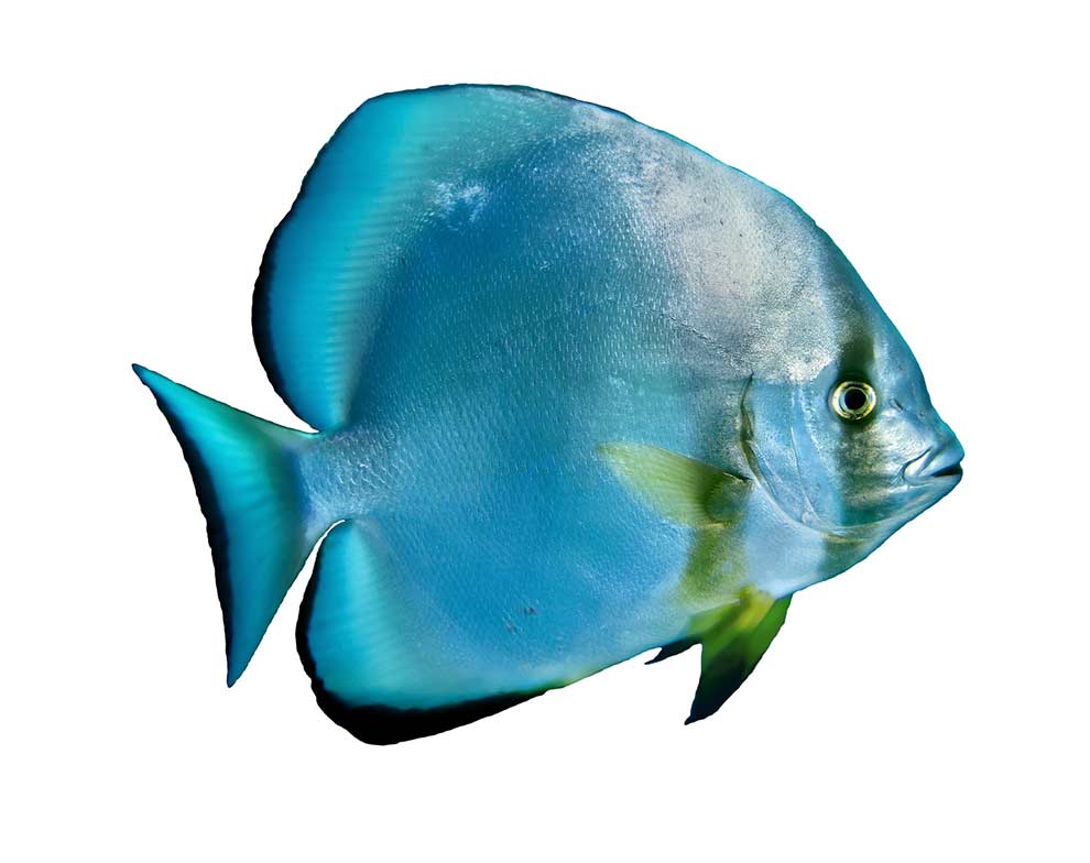 plataks pospolity (Platax orbicularis)