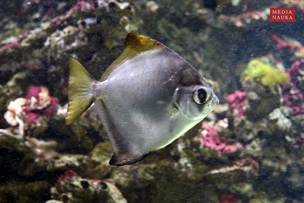 srebrzyca, monodaktyl srebrzysty, szpadelek srebrzysty (Monodactylus argenteus)