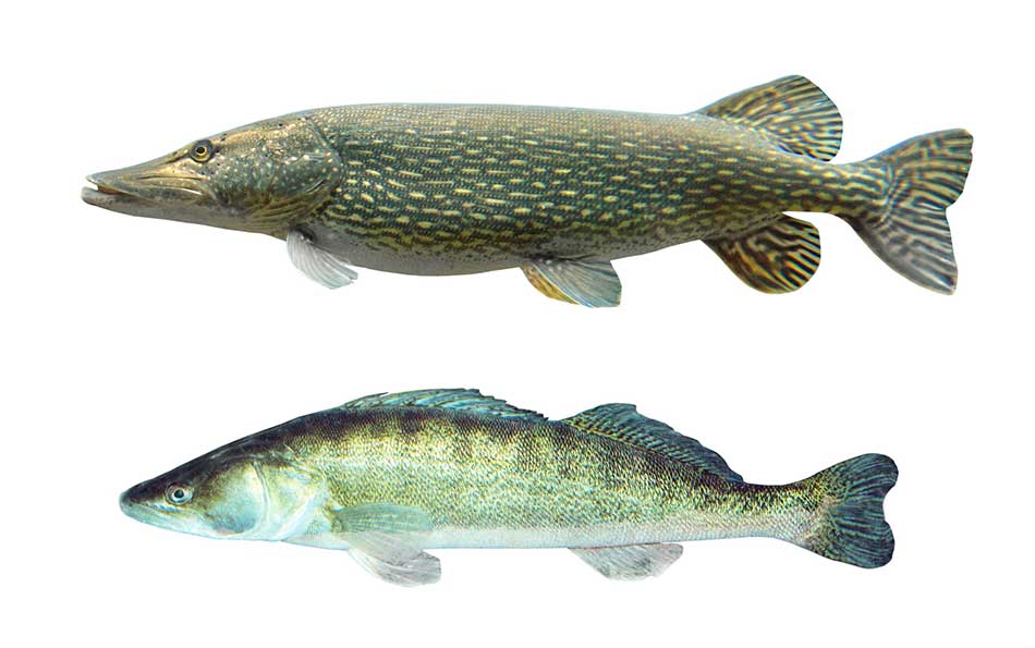 szczupak pospolity (Esox lucius)